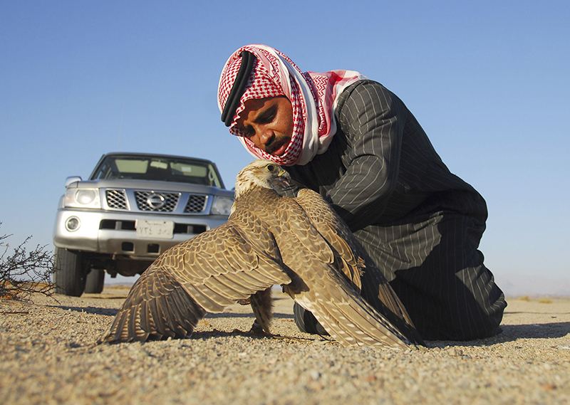 الصيد بالصقور..هواية عريقة تحولت إلى رياضة وتجارة مربحة لدول الخليج